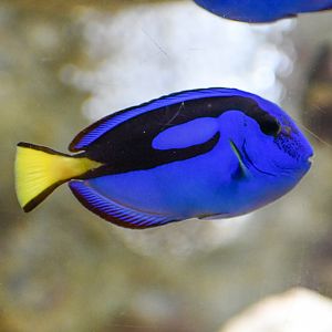 Pacific Blue Tang