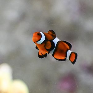 Percula (?)  Clownfish
