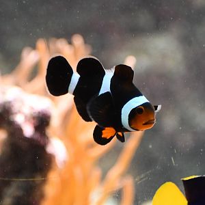 Clownfish mutation