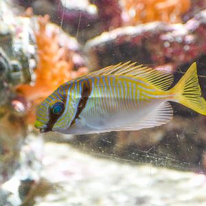 Doublebar Rabbitfish