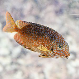 Gold-spotted Rabbitfish