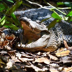 New Guinea Crocodile - female
