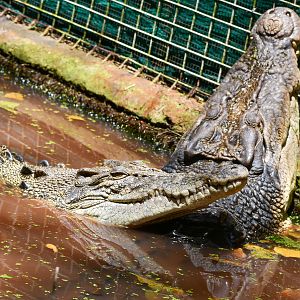 Saltwater Crocodile pair