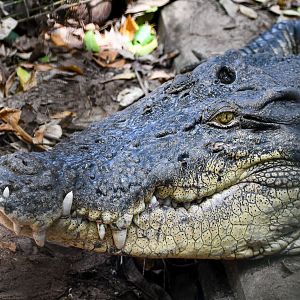 Saltwater Crocodile male