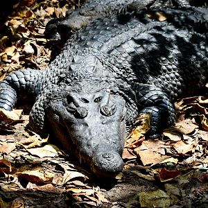 New Guinea Crocodile