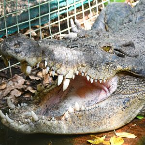 Saltwater Crocodile