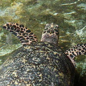 Hawksbill Turtle