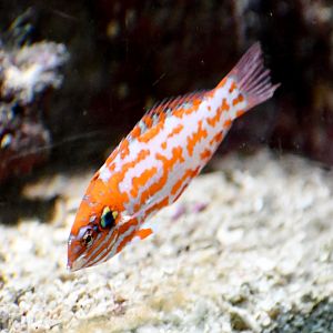 Choat's Wrasse