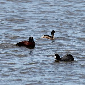 Blue-billed Duck