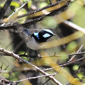 Superb Fairywren