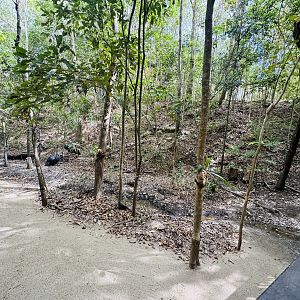 Cassowary enclosure example