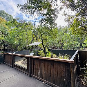 Frilled dragon enclosure