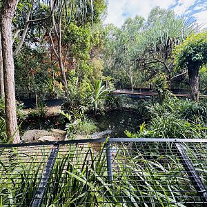 Saltwater crocodile enclosure