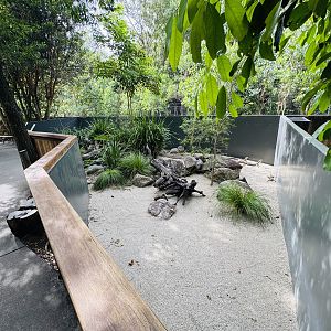Merten’s Water Monitor/Jardine River Turtle enclosure