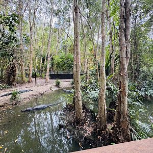 American alligator enclosure