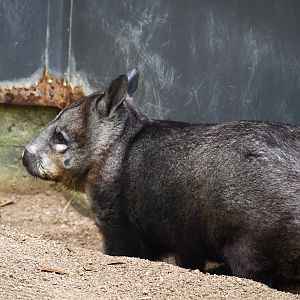Southern Hairy-nosed Wombat