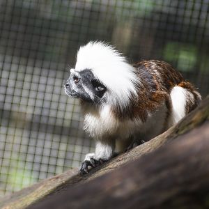 Cottontop Tamarin