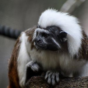 Cottontop Tamarin