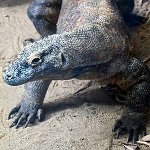 Komodo Dragon