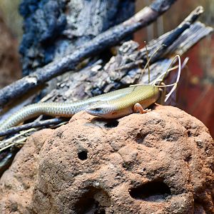 Spinifex Slender Blue-tongue