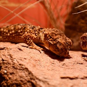 Centralian Knob-tailed Gecko