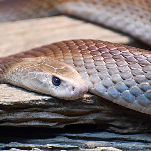Coastal Taipan
