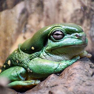 Magnificent Tree Frog