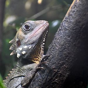 Boyd's Forest Dragon