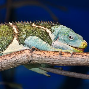 Fijian Crested Iguana