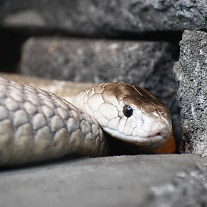 Monocled Cobra