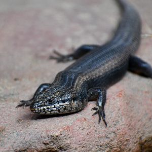 Goldfield's Crevice Skink