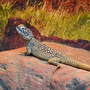 Central Netted Dragon