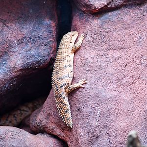 Eastern Pilbara Spiny-tailed Skink
