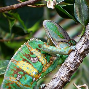 Veiled Chameleon