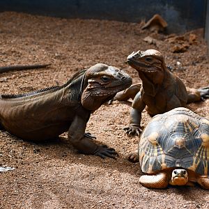 Rhinoceros Iguanas and Radiated Tortoise