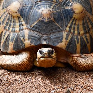Radiated Tortoise