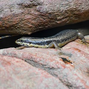 Goldfield's Crevice Skink