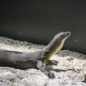 Merten's Water Monitor