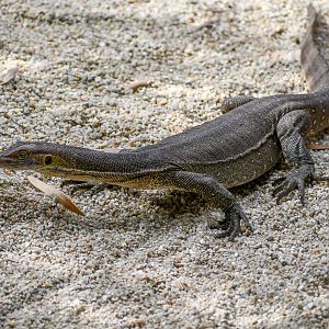 Merten's Water Monitor