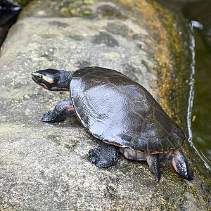Jardine River Turtle