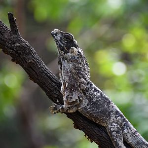 Frilled Dragon
