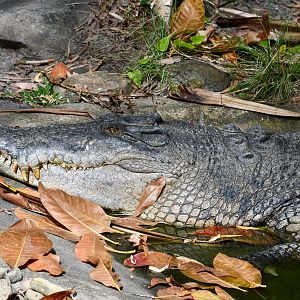 Saltwater Crocodile