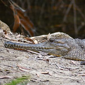 Freshwater Crocodile
