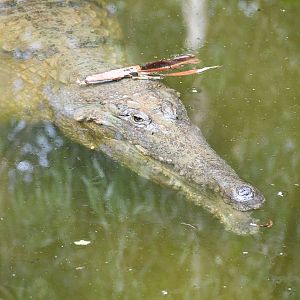 Freshwater Crocodile