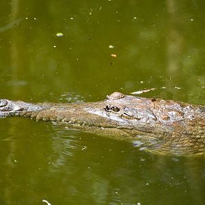Freshwater Crocodile