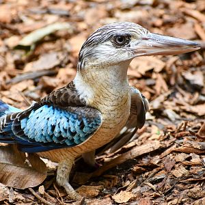 Blue-winged Kookaburra