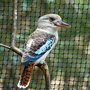 Blue-winged Kookaburra