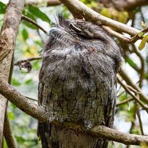 Tawny Frogmouth