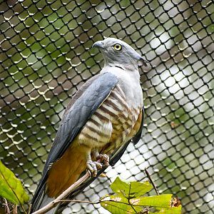 Pacific Baza