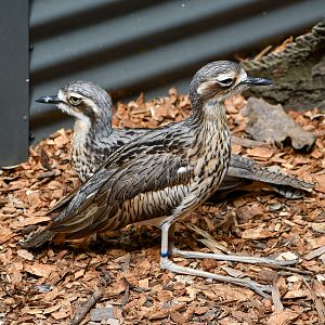 Bush Stone-Curlews